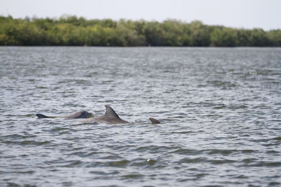 Dolphins swimming in the Indian River Lagoon near Vero Beach